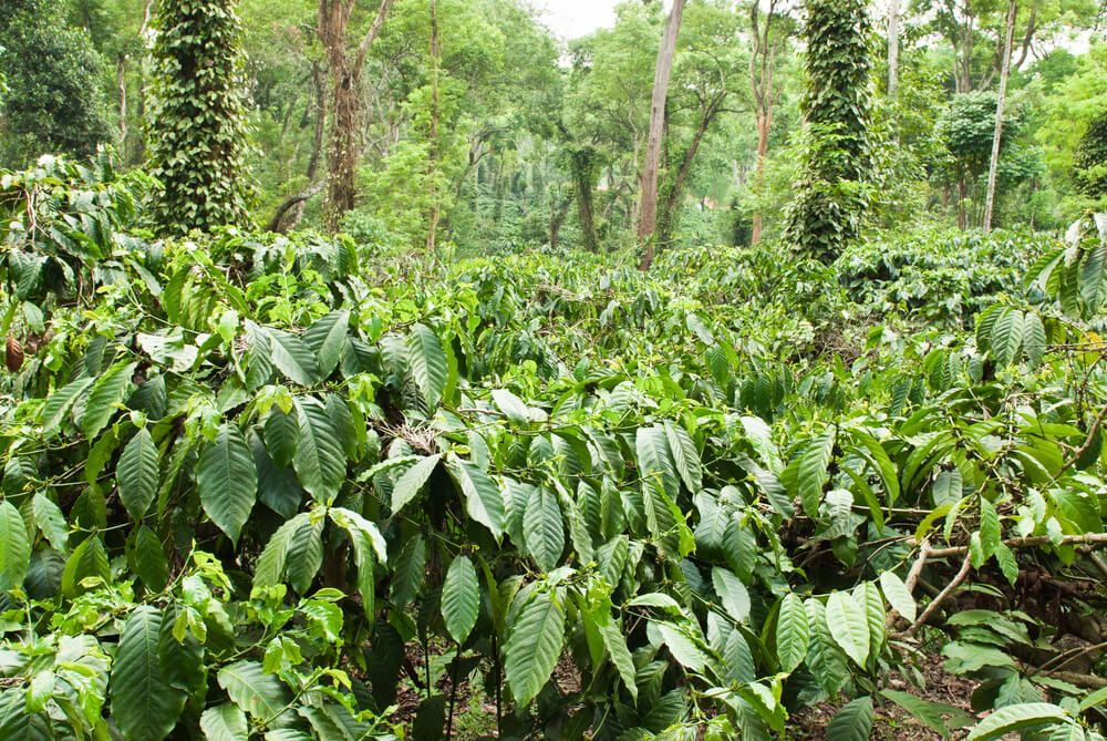 Plantación de café en Coorg