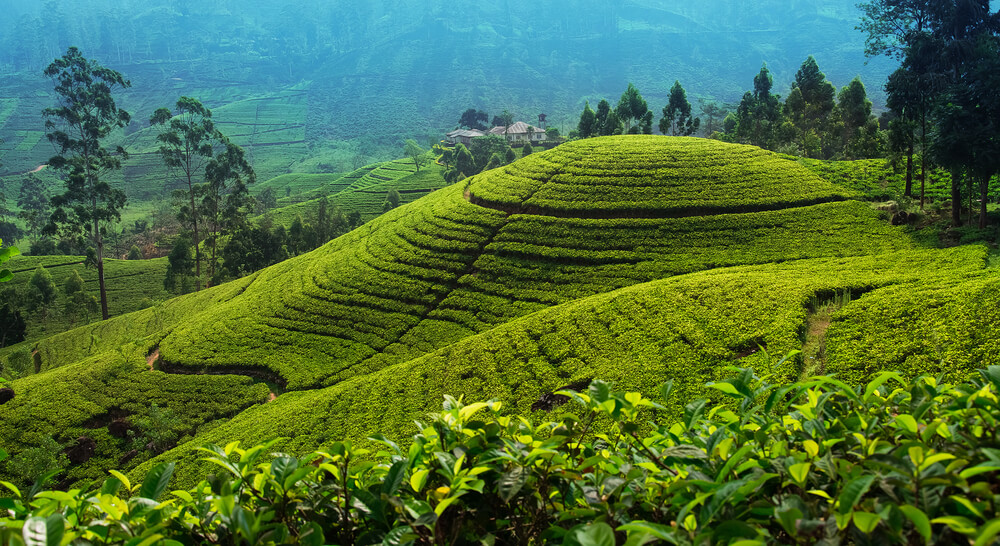 Plantación de té en Nuwara Eliya en Sri Lanka