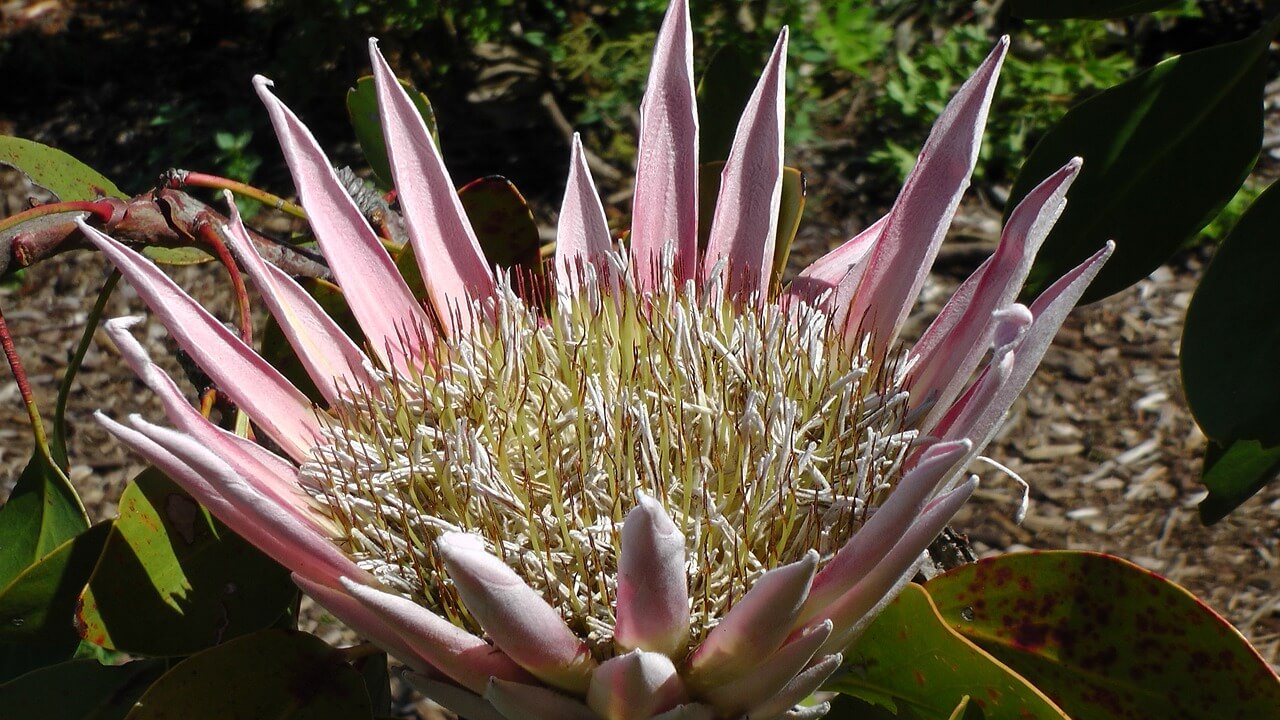 Flor de protea rey