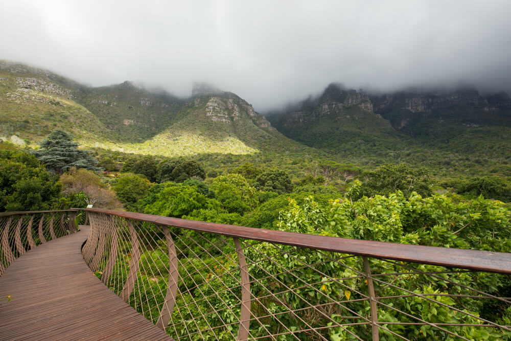 Puente en Kirstenbosch