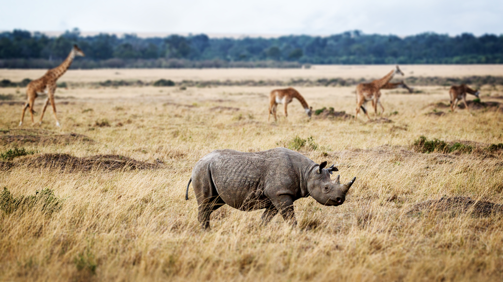 Rinoceronte en Masai Mara Triangle