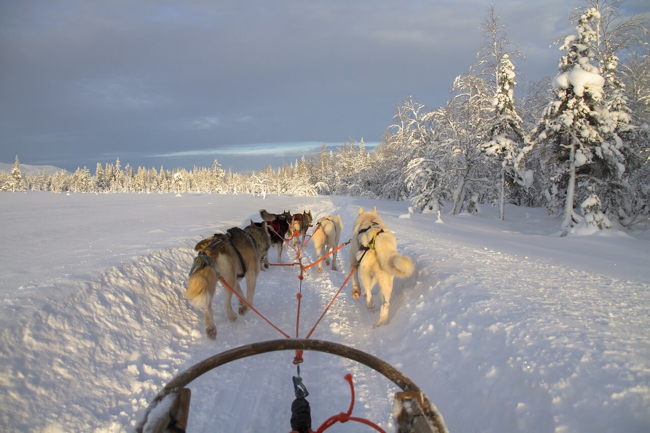 Trineo de perros por el paisaje de la Laponia Noruega