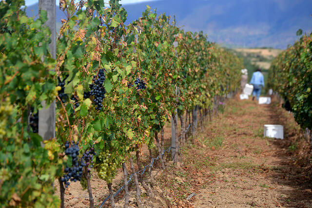 Viñedos en Tarija