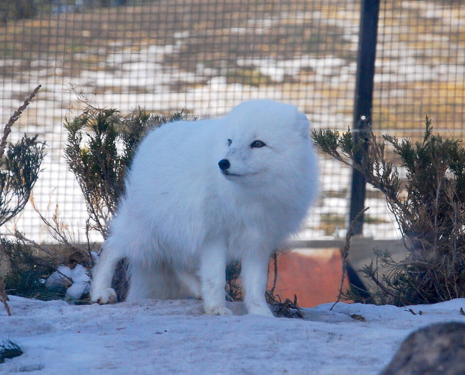 Zorro ártico en el zoológico de Assinoboine