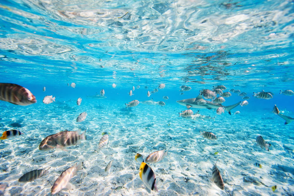 Aguas de Tahití con peces y un tiburón