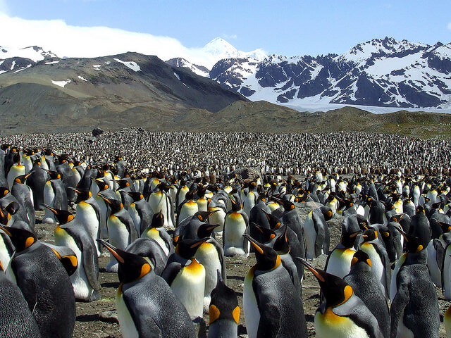 Bahía de Saint Andrew llena de pingüinos