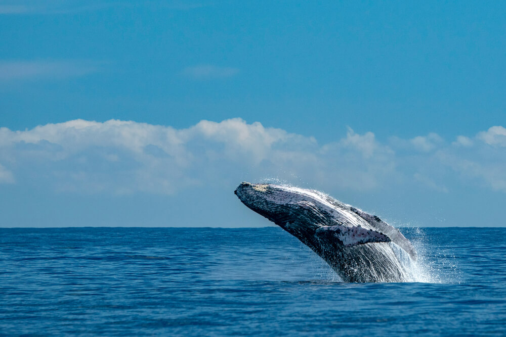Ballena jorobada