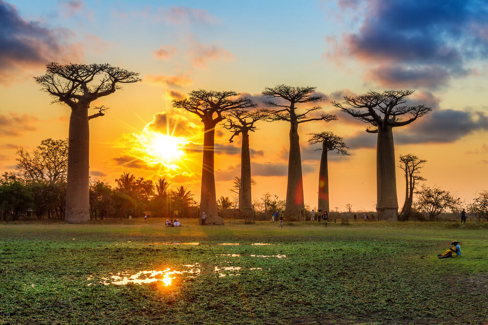 Avenida de los Baobabs en Madagascar