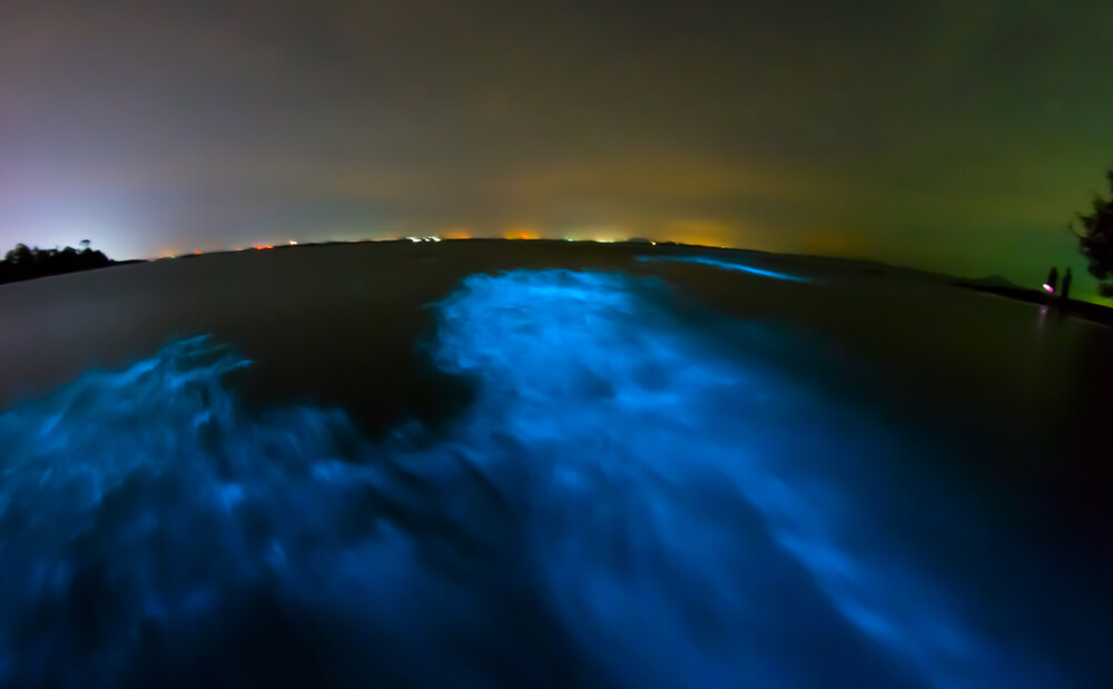 Fenómeno de bioluminiscencia
