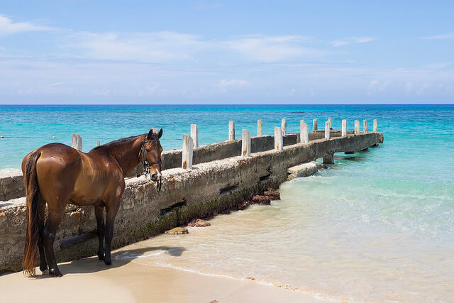 Caballo en una playa en Jamaica
