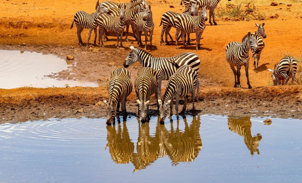 tipos de safari en kenia