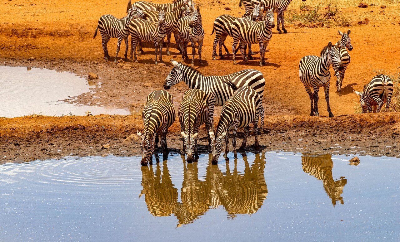 Cebras en el Parque Nacional Amboseli