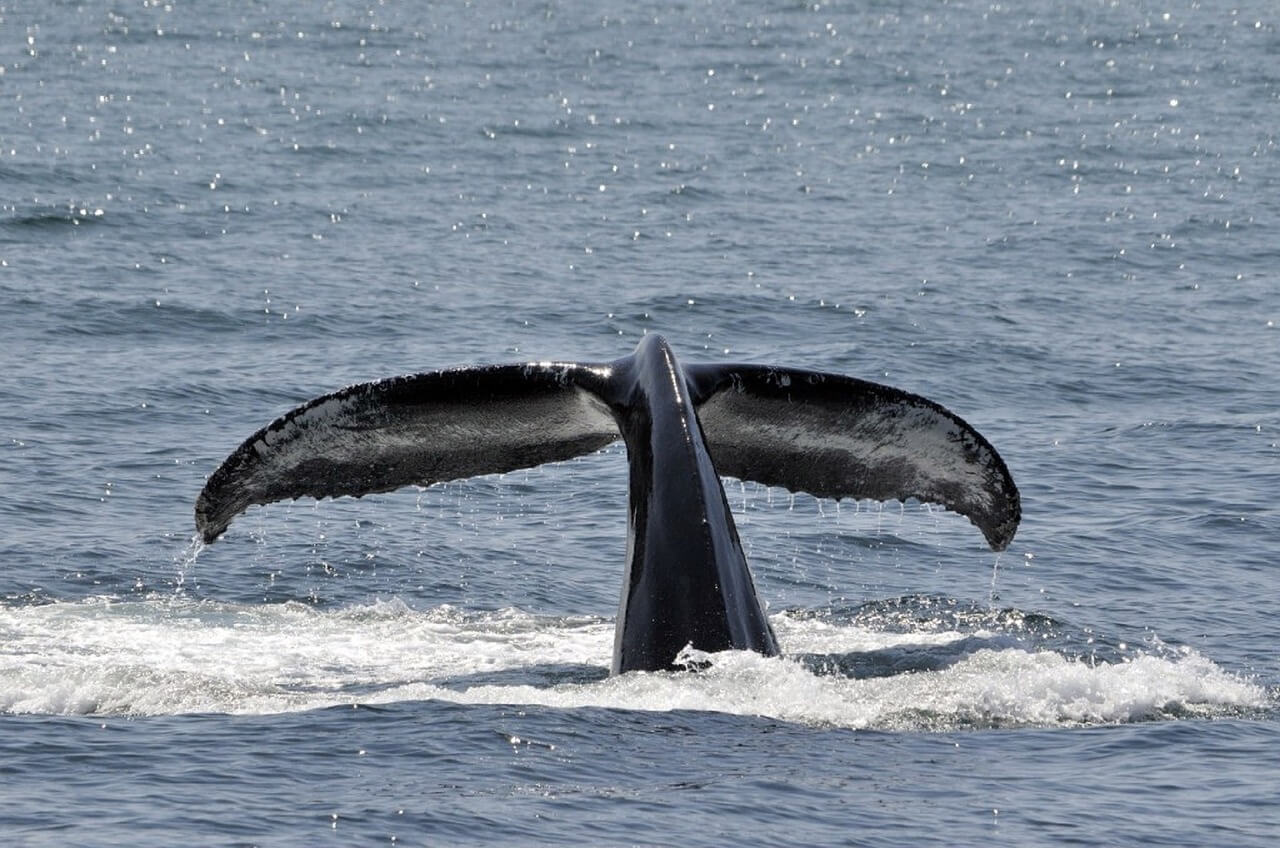 Cola de una ballena jorobada en una excursión apra avistar ballenas en Tahití