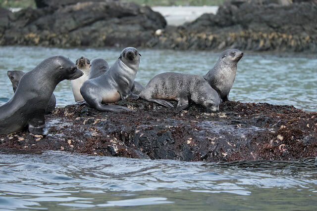 Focas en Cooper Bay