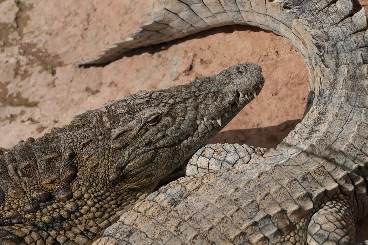 Cocodrilos en Crocopark
