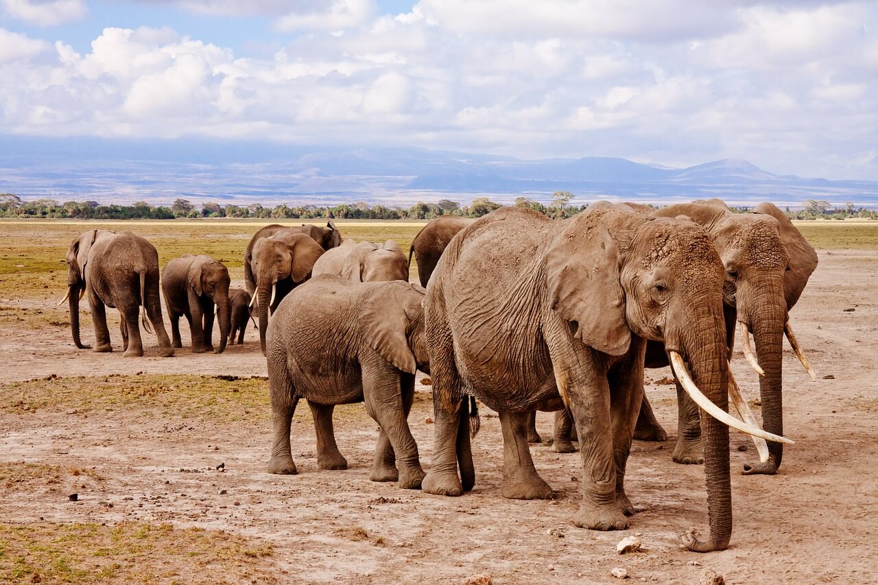 Elefantes en el Parque Nacional Amboseli