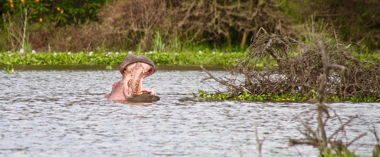 Hipopótamo en el lago Naivasha