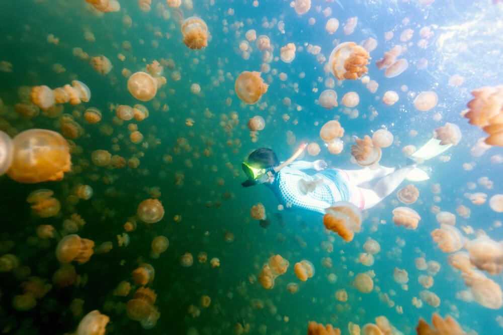 Lago de las Medusas en Palau