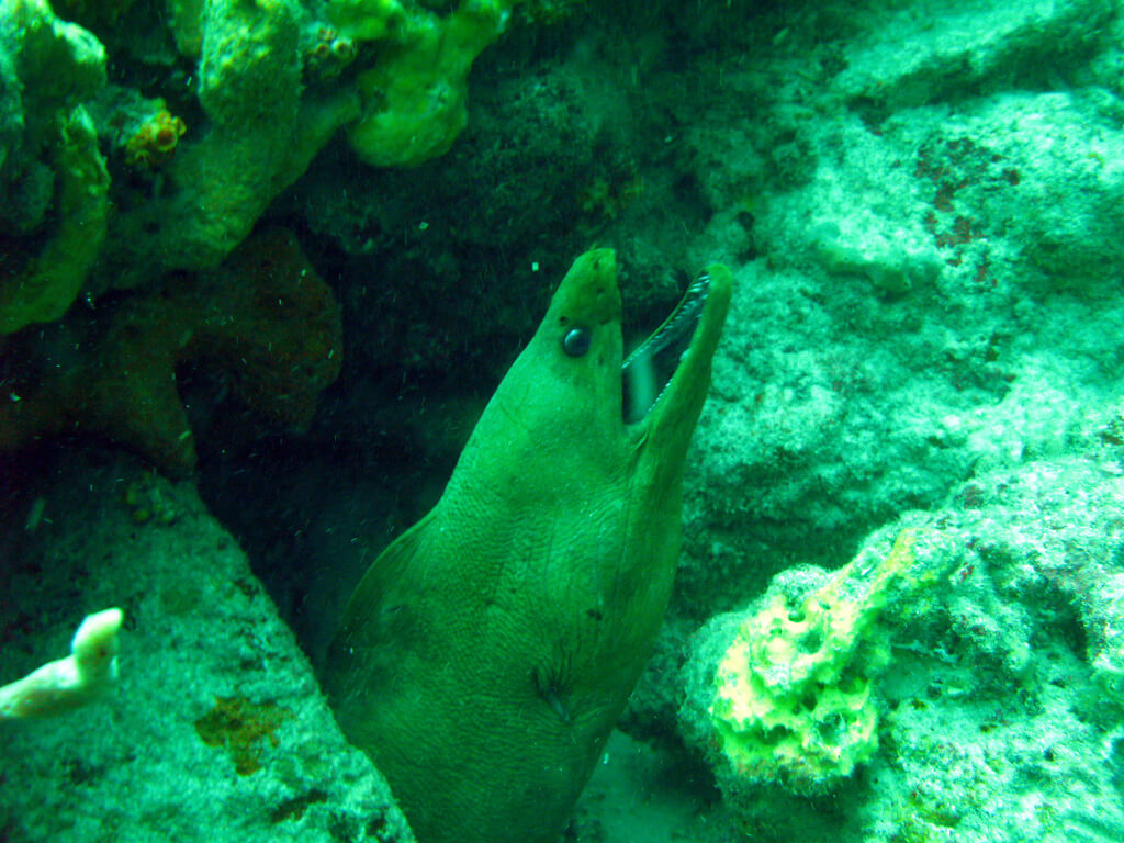 Morena gigante en los fondos de Santa Lucía