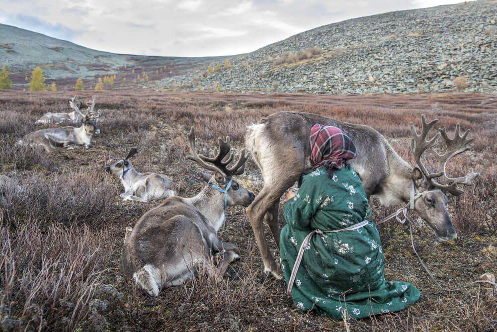 Mujer ordeñando a un reno