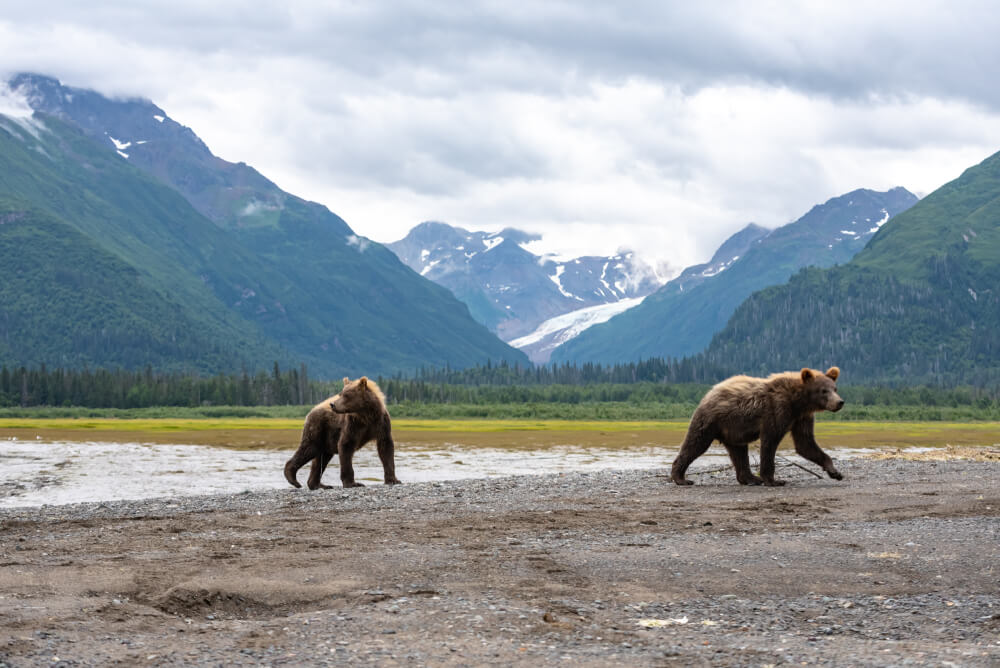 Osos pardos en el Parque Nacional Lake Clark