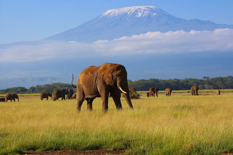 Parque Nacional De Amboseli Un Safari Al Sur De Kenia Mi Viaje