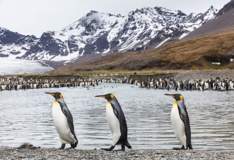 La bahía de Saint Andrews y su gran colonia de pingüinos rey