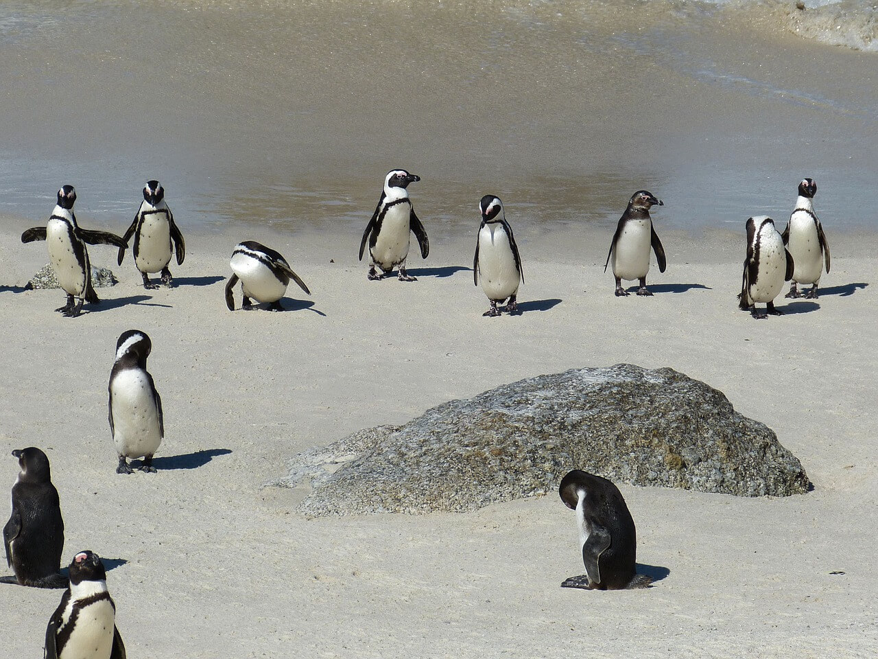 Pingüinos en playa Boulder