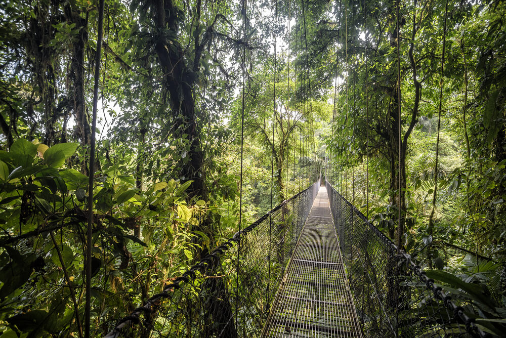 Ruta en el interior de un bosque lluvioso de Belice