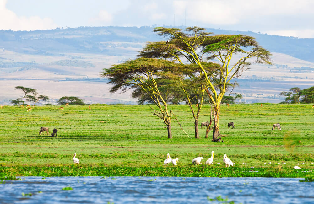 Orilla del lago Naivasha