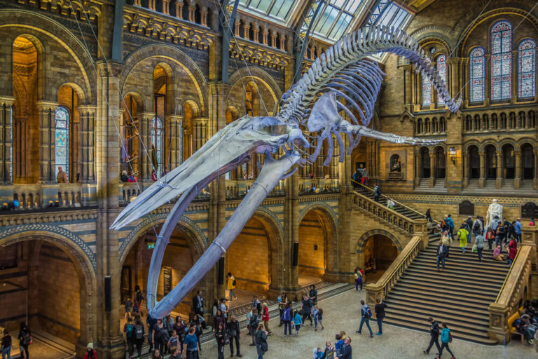 Una visita al Museo de Historia Natural de Londres