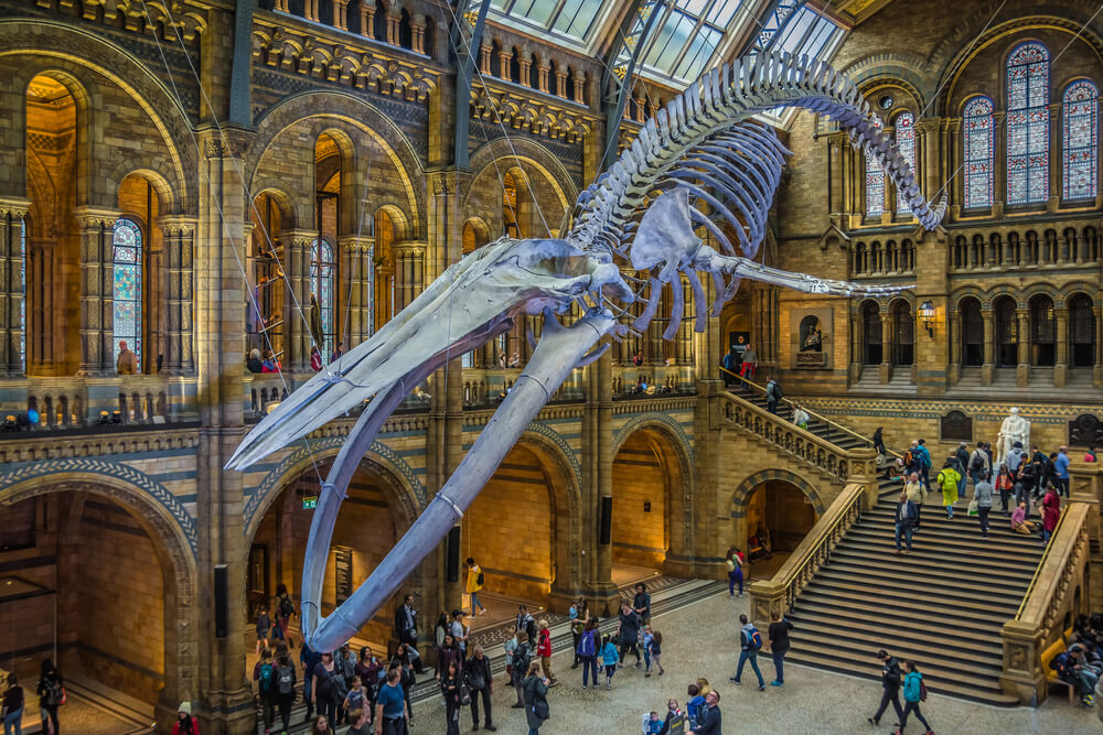 visit a museum of natural history