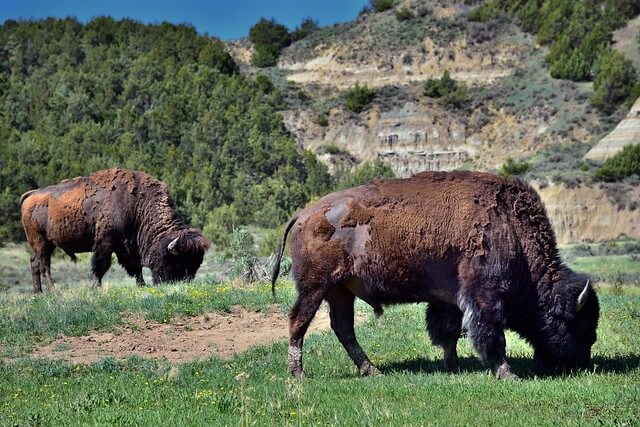 Bisontes en el parque