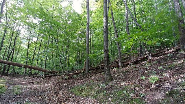 Bosque en Bennington