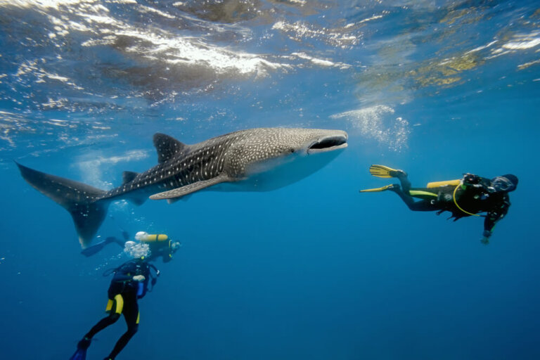 Buceo en Maldivas: conoce su fantástico mundo submarino