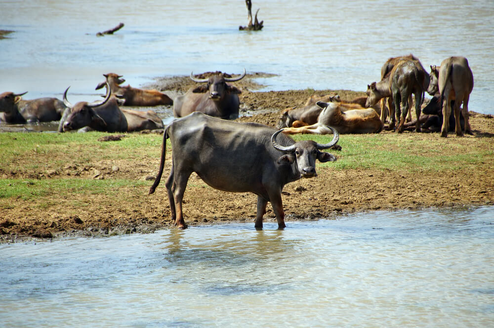 Búfalos de agua en el parque