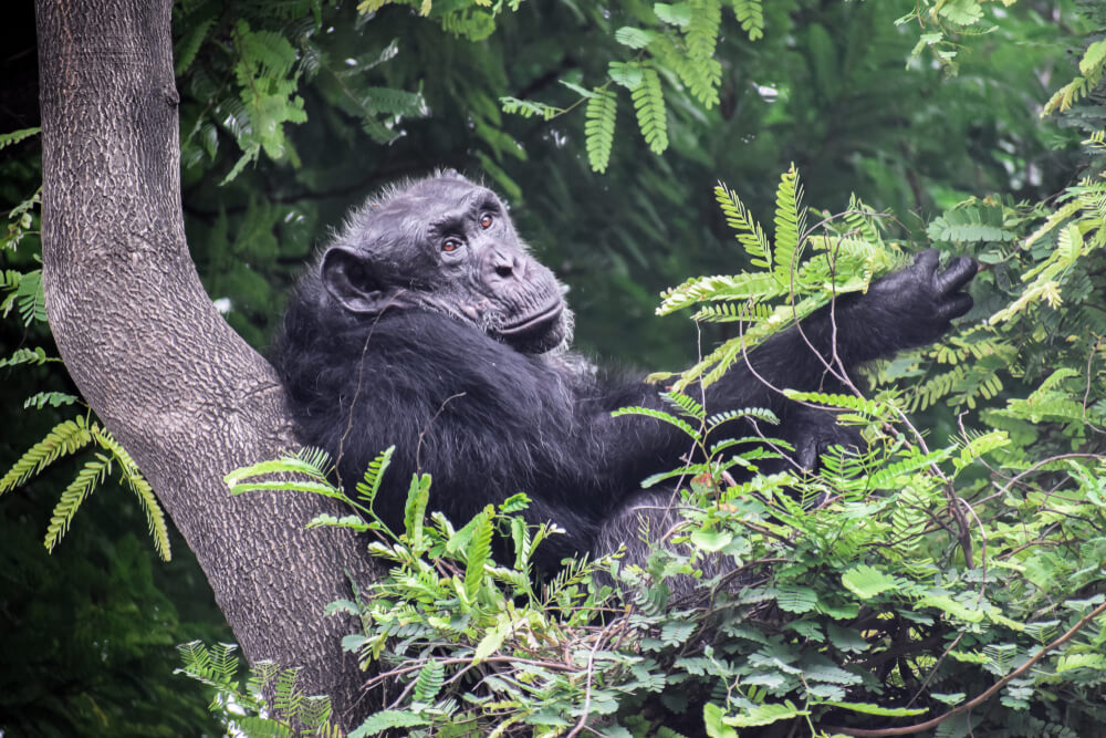 Chimpancé en el Parque Nacional Nyungwe