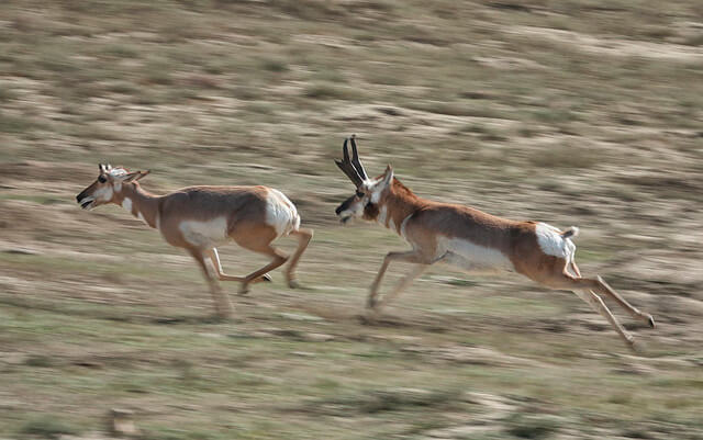 Ciervos corriendo en el parque