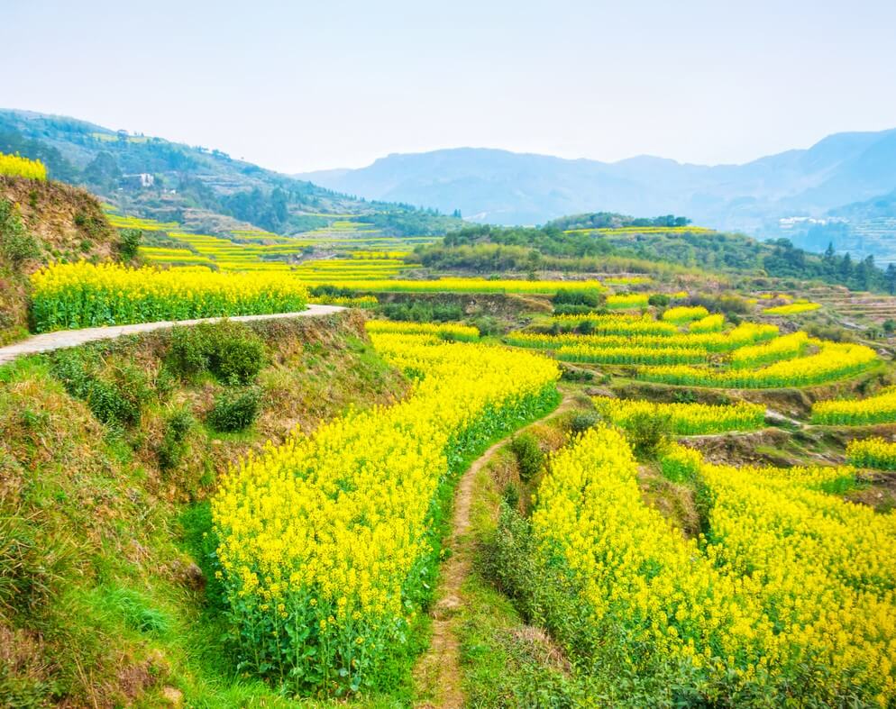 Campos de colza en Huangshan