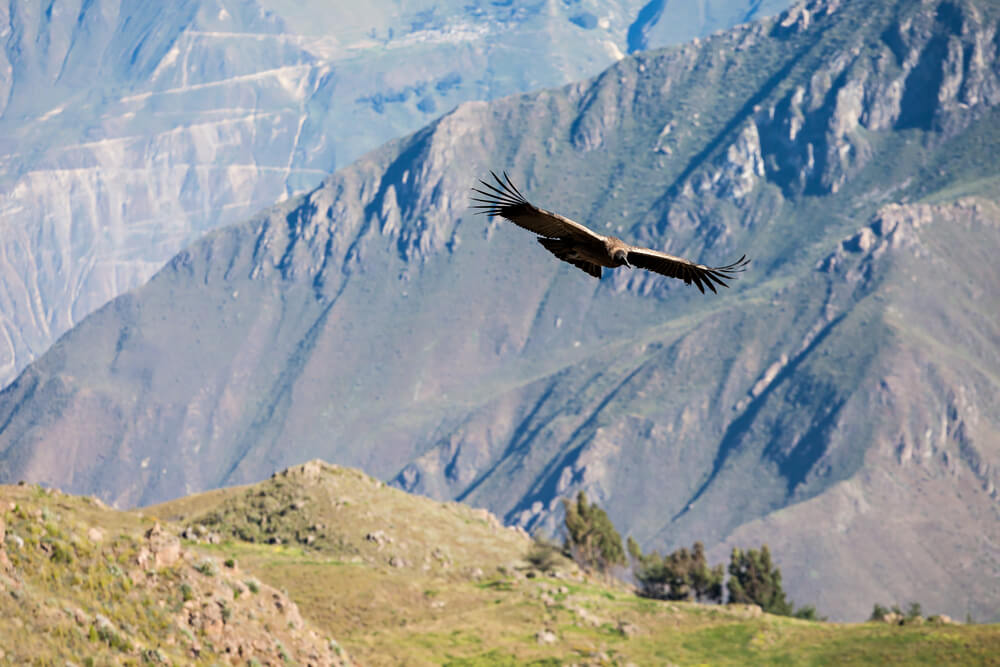 Cóndor volando