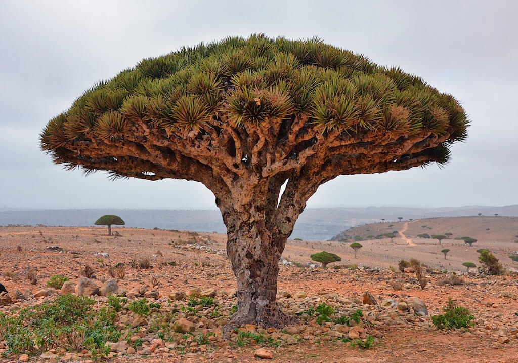 Drago en Socotra