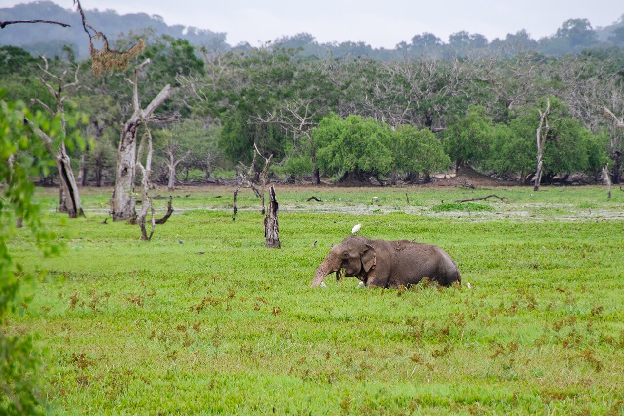 Elefante en el parque