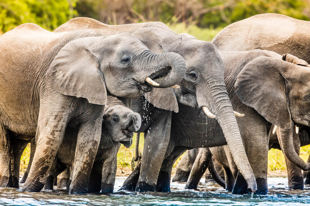 Elefantes en el río Shire