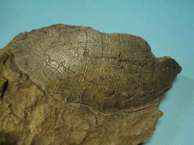 Fósil de una tortuga aparecido en Riversleigh