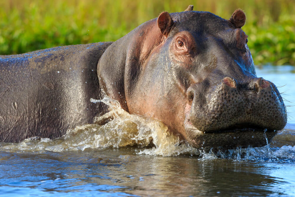 Hipopótamo en el río Shire