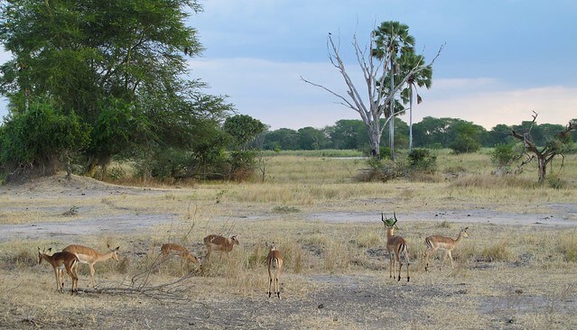 Impalas en el Parque Nacional Liwonde