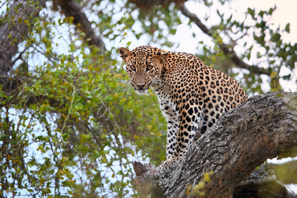 Leopardo en el Parque Nacional Yala