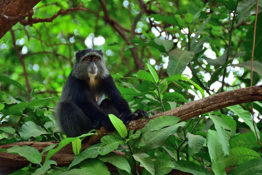 Mono azul en el lago Manyara