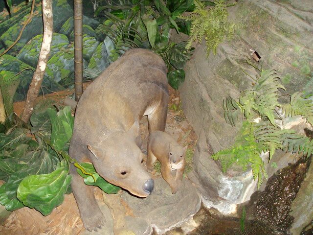 Reproducción en el Museo de Fósiles de Riversleigh