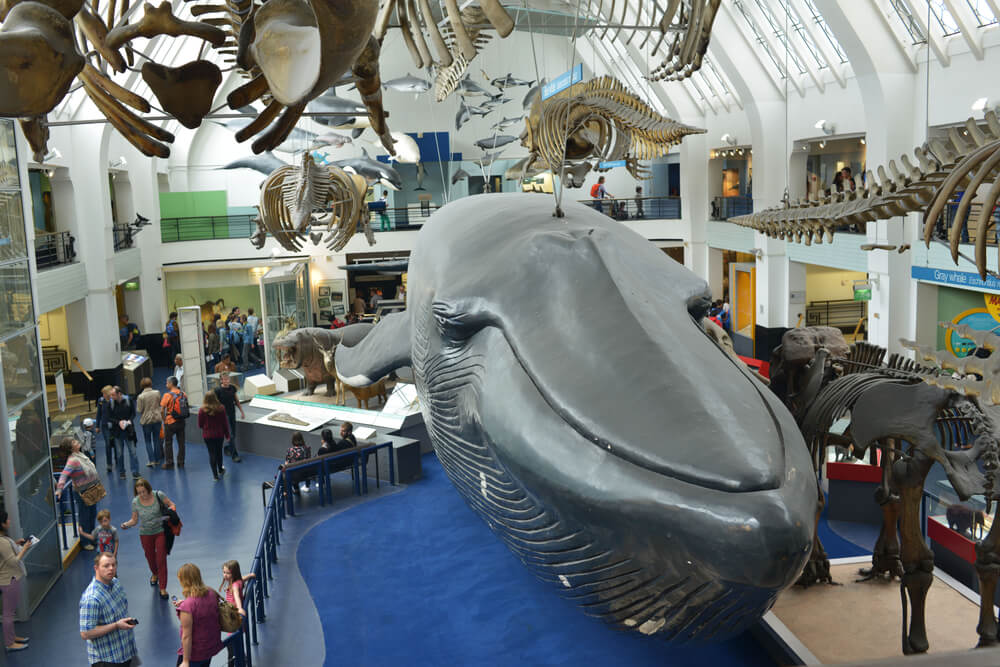 Interior del Museo de Historia Natural de Londres